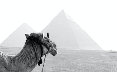 骆驼金字塔的灰度摄影